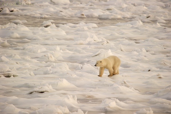 polar bear  001.jpg