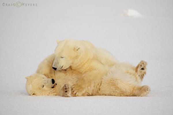 polar bear  002.jpg