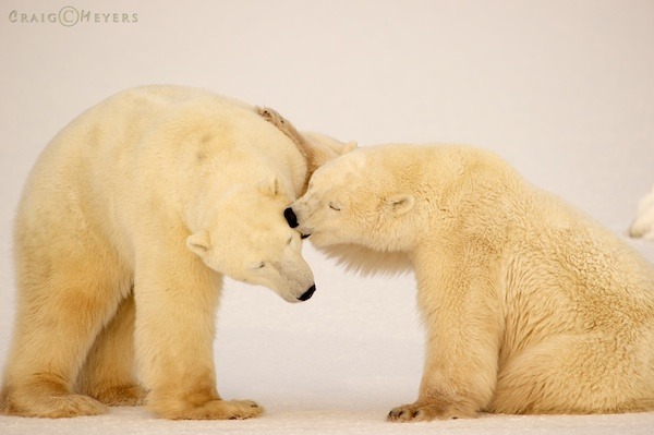 polar bear  004.jpg