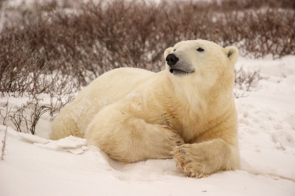 polar bear  005.jpg