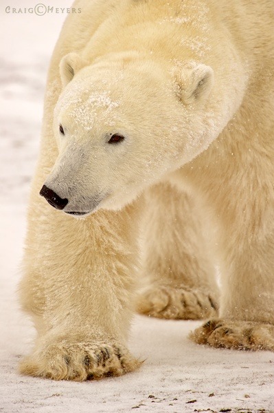polar bear  006.jpg