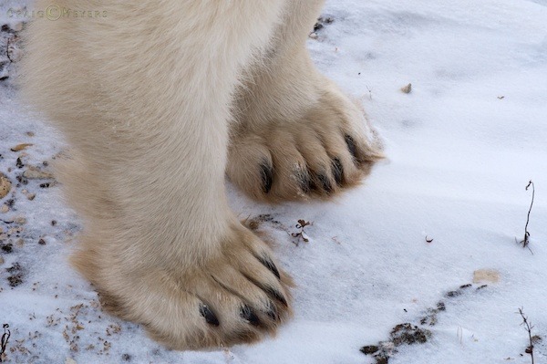 polar bear  007.jpg